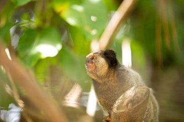 Ormandaki bir ağaç dalına tünemiş bir marmoset..