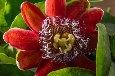 Kesilmiş taç yaprakları ve yapraklarla vurgulanmış bir tutku çiçeğinin merkezi.