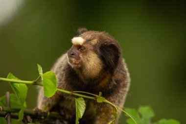 Asma yaprakları ve bulanık bir arkaplanı olan metal bir çite tünemiş bir marmoset..