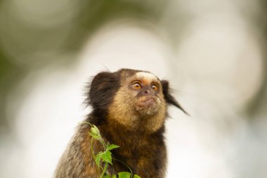 Meraklı bir marmoset yakın çekim, yukarı bakıyor, doğal ışık ile iyi aydınlatılmış, arka planda bokeh ile.