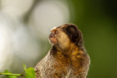 Tetikte bir marmoset 'in yakın çekimi, arka planda bulanık ışık noktaları olan bir orman..
