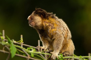 Asma yaprakları ve bulanık bir arkaplanı olan metal bir çite tünemiş bir marmoset..