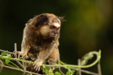 Asma yaprakları ve bulanık bir arkaplanı olan metal bir çite tünemiş bir marmoset..