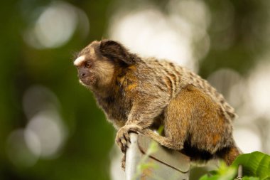 Arka planda bokeh ışıkları olan meraklı bir marmoset..