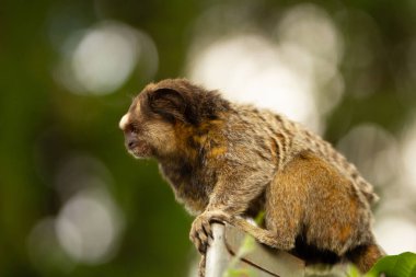 Arka planda bokeh ışıkları olan meraklı bir marmoset..