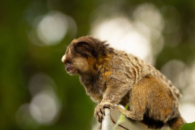Arka planda bokeh ışıkları olan meraklı bir marmoset..