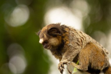 Arka planda bokeh ışıkları olan meraklı bir marmoset..