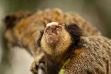 Arka planda odak dışı başka bir marmoset ile bir marmoset yakın plan.