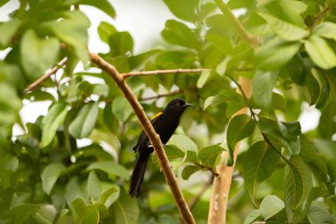 Bir Değişken Oriole (Icterus pyrhopterus) çok yapraklı bir muhallebi ağacının dalına tünemiş..