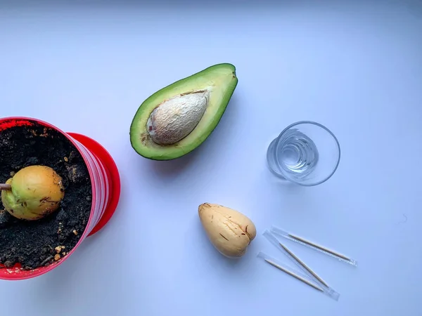 Pianta Avocado Coltivata Casa Nella Foto Una Pietra Avocado Bicchiere — Foto Stock