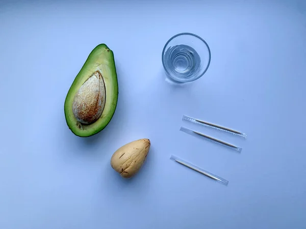 Pianta Avocado Coltivata Casa Nella Foto Una Pietra Avocado Bicchiere — Foto Stock