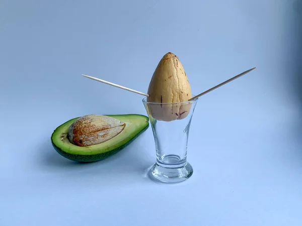 Pianta Avocado Coltivata Casa Nella Foto Una Pietra Avocado Bicchiere — Foto Stock