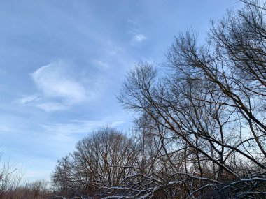 Kış manzarası. Bir ağaç, mavi gökyüzünün altında beyaz kar ve kışın tüylü bulutlar. Yeni bir günün kış sabahı. Kış ormanında bir yürüyüş.