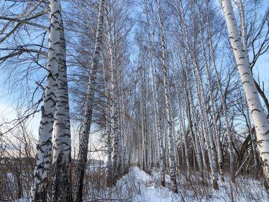Kışın mavi gökyüzünün altında beyaz huş ağaçları. Huş ağacı ormanı. Kış doğası temiz hava, ormanda kış yürüyüşü..