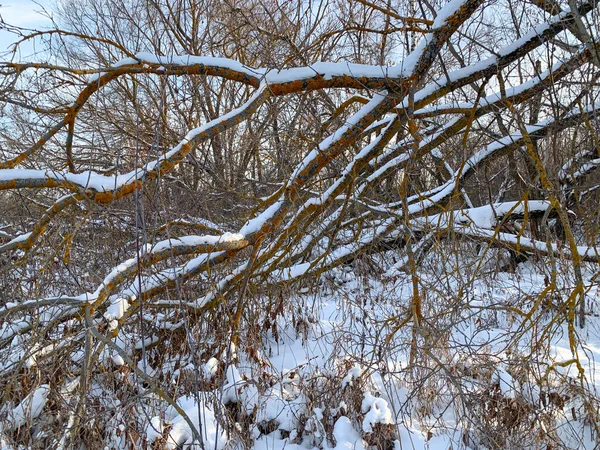 Tree branches covered with snow. Winter snow-covered landscape. Winter forest. The branches of the bushes are covered with snow. Winter attack.