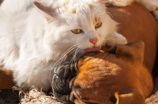 Kediler ve köpekler gibi