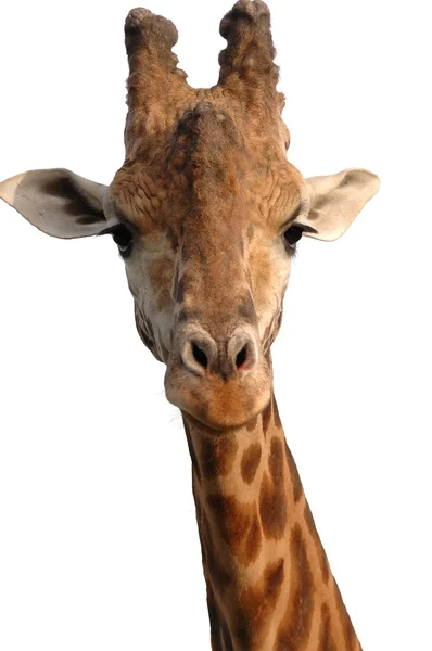 Visage isolé d'une girafe — Photo