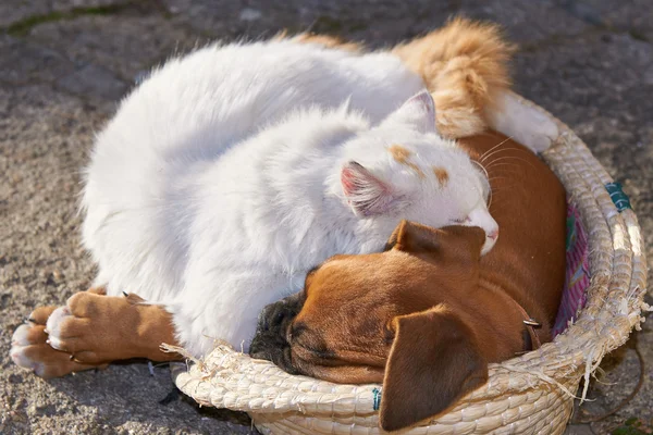 Als katten en honden — Stockfoto