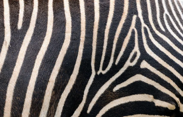 Zebrahuid — Stockfoto