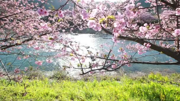 Pembe kiraz çiçeği, kawazu kiraz ağacı shizuoka, Japonya — Stok video