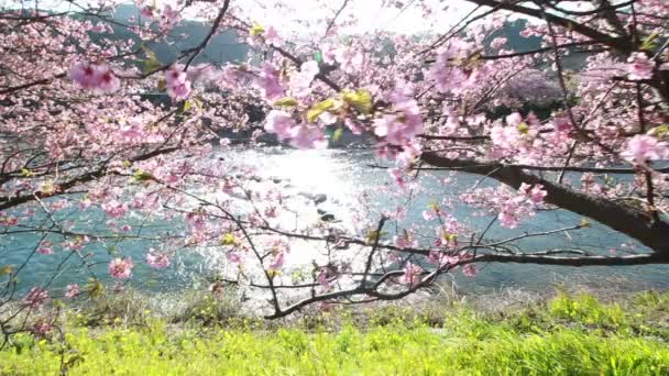 Rózsaszín cseresznyevirág, Kawazu cseresznye fa, shizuoka, Japán — Stock videók