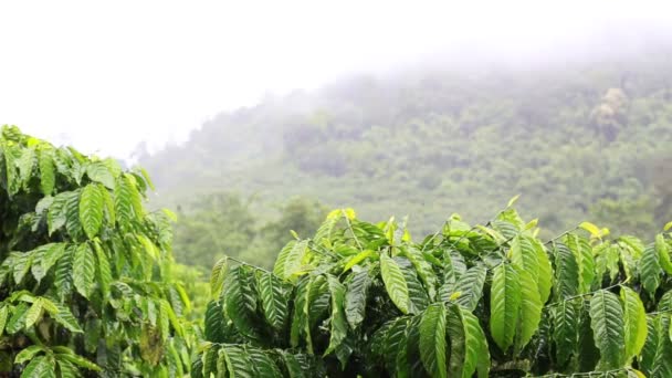 Café plantación vídeo — Vídeos de Stock