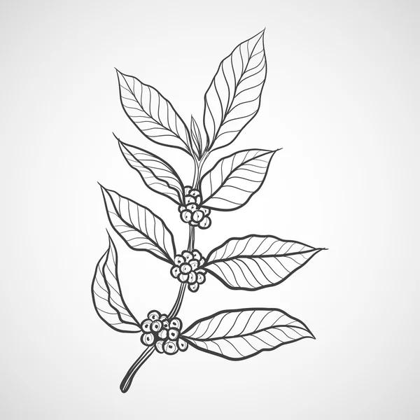 Koffie plant met blad van de koffie — Stockvector