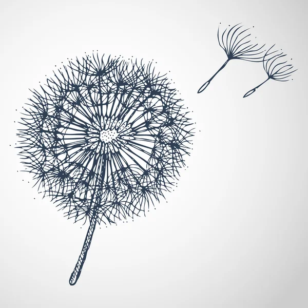 dandelion vector hand drawn