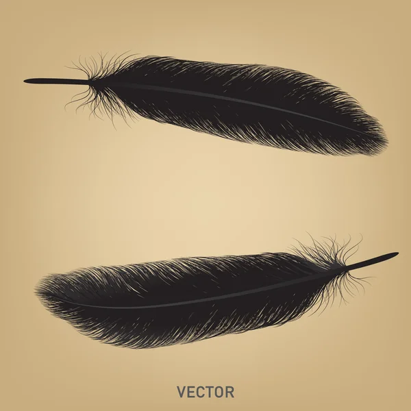 Feather vector — Stock Vector