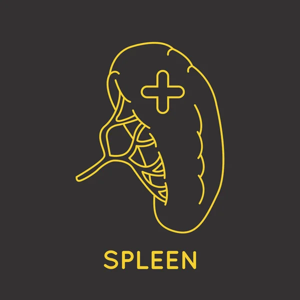 Spleen medical logo vector — Stock Vector