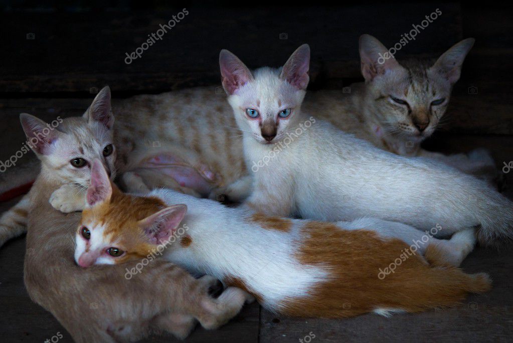 family of cute cats