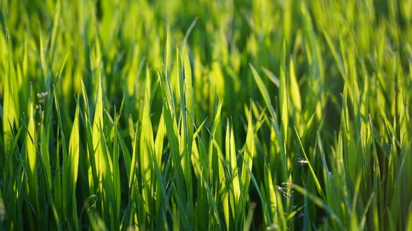 Bright green grass on a sunny day. The grass is backlit by the sun. Close-up. n