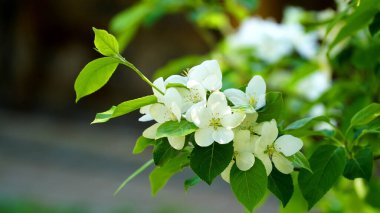 Elma çiçeği. Armut bulanık elma ağacının çiçek açan güzel dalları. Beyaz tomurcuklu sulu beyaz çiçekler. Bahar sezonu geçmişi. Baner. n