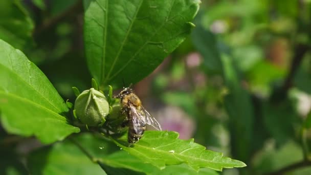 Macro shot di un'ape che raccoglie polline. Un'ape che lavora sodo raccoglie il miele. Primo piano al rallentatore. — Video Stock