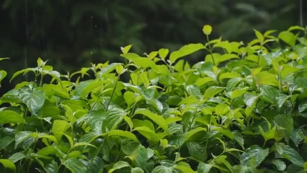 De regen valt op de bladeren. Wind, regen, boombladeren, slow motion. Zomer weer. — Stockvideo