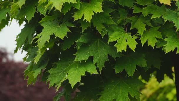 A chuva cai sobre as folhas. Vento, chuva, folhas de árvore, câmara lenta. Tempo de verão. — Vídeo de Stock