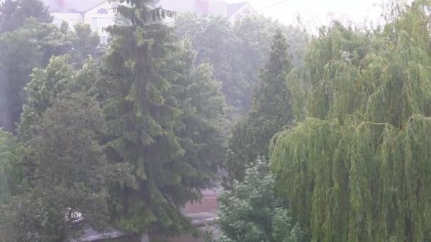 La pioggia cade sulle foglie. Vento, pioggia, foglie d'albero, rallentatore. Tempo estivo. — Video Stock
