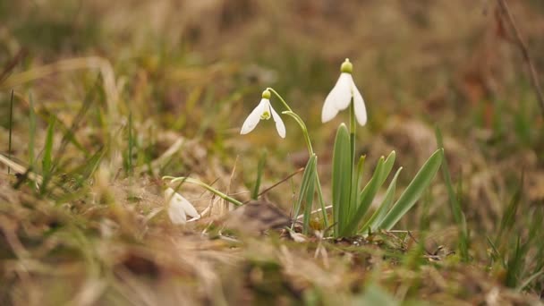 Hand collects snowdrops. Environmental protection. Plucking snowdrops. Collect a bunch of snowdrops in a green meadow HD. — Wideo stockowe