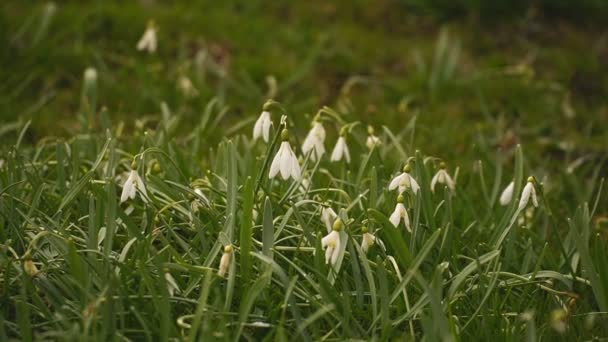 Hay muchas gotas de nieve. Las flores de primavera son nevadas. Las primeras flores de primavera florecen. — Vídeos de Stock