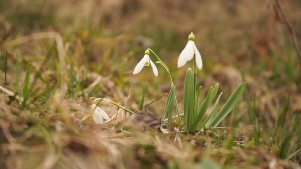 Hand collects snowdrops. Environmental protection. Plucking snowdrops. Collect a bunch of snowdrops in a green meadow HD. — Stock Video