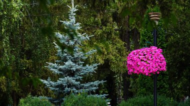 Bahçede mor damarlı ve beyaz kalibreli çiçek aranjmanı. Çiçek sepetinde Calibrachoa. Sokak dekorasyonu. Renkli parlak çiçekler..