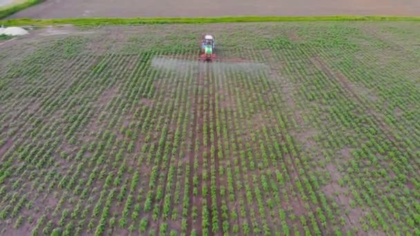 Un tractor rocía pesticidas en un campo de plantas jóvenes de girasol. Ojo de pájaro. Un tractor rocía un campo con un girasol. Plantaciones de girasol. Agricultura. — Vídeos de Stock