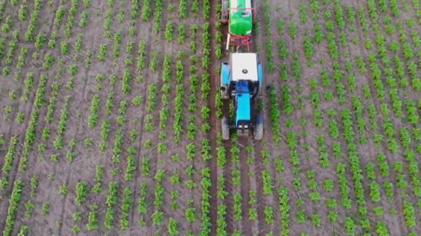 Een tractor spuit pesticiden op een veld van jonge zonnebloemplanten. Birds-eye. Een trekker besproeit een veld met een zonnebloem. Zonnebloemplantages. Landbouw. — Stockvideo