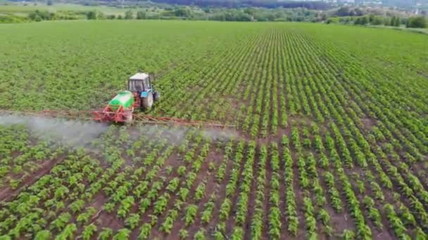 Un trattore spruzza pesticidi su un campo di giovani piante di girasole. Occhio di rapa. Un trattore spruzza un campo con un girasole. Piantagioni di girasole. Agricoltura. — Video Stock