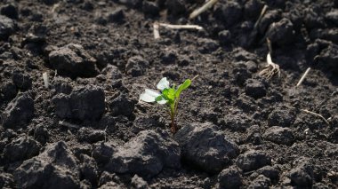 Tecavüz. Sonbahar tarlasında kış tecavüzü büyüyor. Brassica napus.