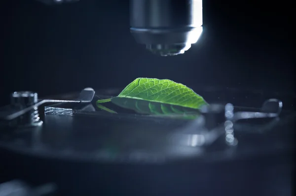 Yaprak mikroskop ile gözlenmesi