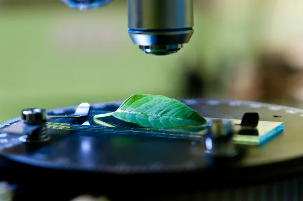 Yaprak mikroskop ile gözlenmesi