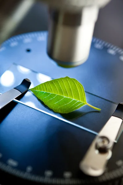 Observation of leaf with  microscope — Stock Photo, Image
