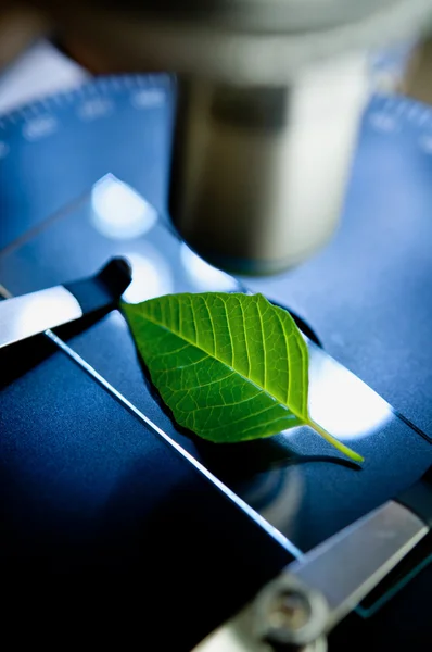 Observation of leaf with  microscope — Stock Photo, Image