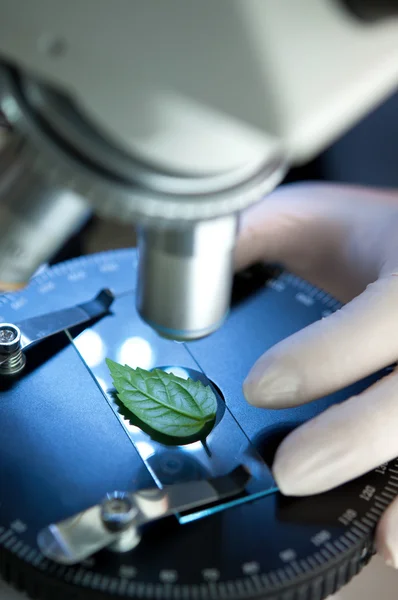 Yaprak mikroskop ile gözlenmesi